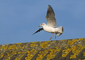 Black-headed Gull Larus ridibundus on roof Norfolk UK winter