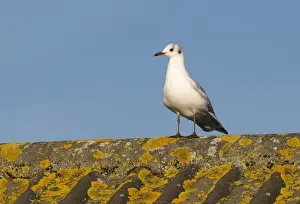 Gull Prints: Black-headed Gull Larus ridibundus on roof Norfolk UK winter