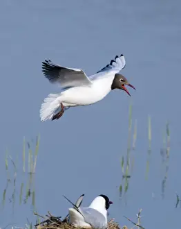 Minsmere Prints: Black-headed Gull Larus ridibundus on scrape at Minsmere RSPB Reserve Suffolk May