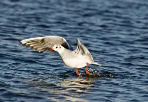 Gull Prints: Black-headed Gull Larus ridibundus taking off Norfolk winter
