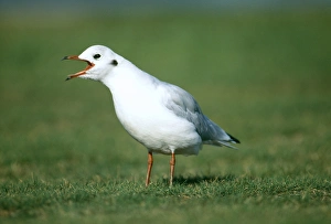 Black-headed Gull, Risa tridactyla, calling (non-breeding plumage), Kent, UK, January Black-headed Gull, Risa tridactyla, calling (non-breeding plumage), Kent, UK, January