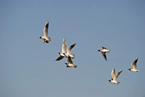 Black-headed Gulls Croicocicephalus ridibundus chasing lead bird that has stolen Black-headed Gulls Croicocicephalus ridibundus chasing lead bird that has stolen