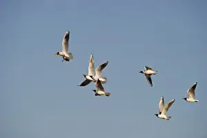 Gull Prints: Black-headed Gulls Croicocicephalus ridibundus chasing lead bird that has stolen