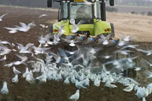 Agriculture Prints: Black-headed Gulls feeding behind a plough North Norfolk January