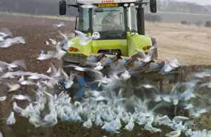 Black-headed Gulls feeding behind a plough North Norfolk January