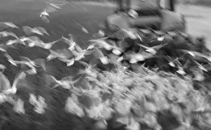Black-headed Gulls Larus ridibundus feeding behind a plough North Norfolk January