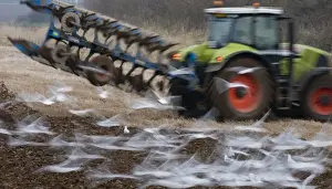 Agriculture Prints: Black-headed Gulls Larus ridibundus feeding behind a plough North Norfolk January