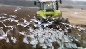 Black-headed Gulls Larus ridibundus feeding behind a plough North Norfolk January