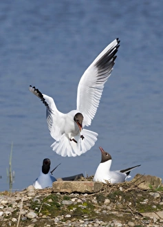 Minsmere Prints: Black-headed Gulls at nest Minsmere Suffolk