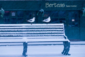 Black-headed Gulls in urban environment in winter UK