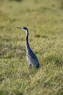 Kenya Prints: Black-headed Heron Ardea melanocephala Masai Mara Kenya