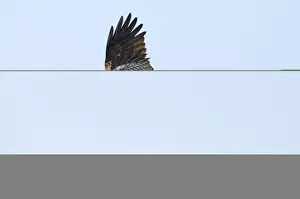 Black Kite (Black-eared) Milvus migrans Hokkaido Japan winter