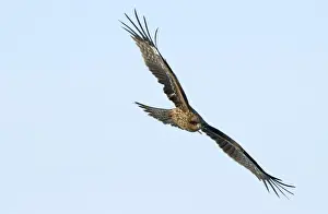 Japan Prints: Black Kite (Black-eared) Milvus migrans Hokkaido Japan winter