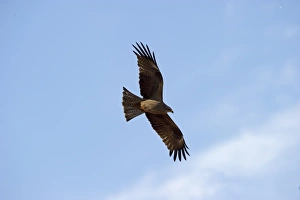 Black Kite Milvus migrans Alfaro Spain June