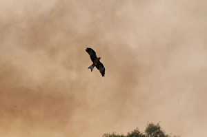 Black Kite Milvus migrans hunting fleeing insects on edge of bush fire Queensland Black Kite Milvus migrans hunting fleeing insects on edge of bush fire Queensland