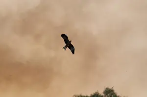 Hunting Prints: Black Kite Milvus migrans hunting fleeing insects on edge of bush fire Queensland