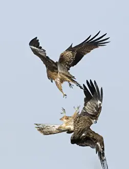 Black Kites (Black-eared) Milvus migrans Hokkaido Japan winter