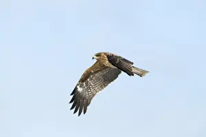 Black Kites (Black-eared) Milvus migrans Hokkaido Japan winter