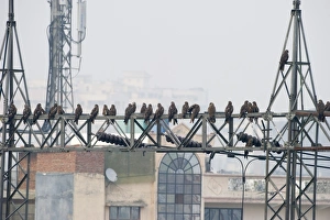 Black Kites Milvus migrans at Ghazipur rubbish fump one of the largest dumps on earth