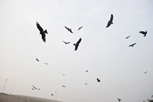 Black Kites Milvus migrans at Ghazipur rubbish fump one of the largest dumps on earth Black Kites Milvus migrans at Ghazipur rubbish fump one of the largest dumps on earth