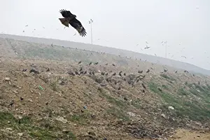 Kites Prints: Black Kites Milvus migrans at Ghazipur rubbish fump one of the largest dumps on earth
