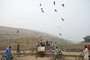 Black Kites Milvus migrans at Ghazipur rubbish fump one of the largest dumps on earth