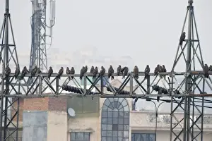 Black Kites Milvus migrans at Ghazipur rubbish fump one of the largest dumps on earth