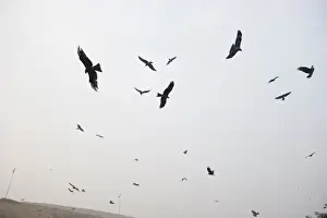 : Black Kites Milvus migrans at Ghazipur rubbish fump one of the largest dumps on earth