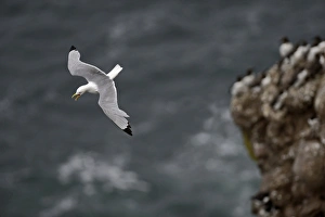 Black-legged Kittiwake Risa tridactyla Fowlsheugh RSPB Reserve Scotland July Black-legged Kittiwake Risa tridactyla Fowlsheugh RSPB Reserve Scotland July