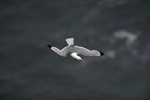 Black-legged Kittiwake Risa tridactyla Fowlsheugh RSPB Reserve Scotland July