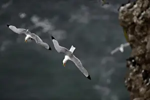 Black-legged Kittiwake Risa tridactyla Fowlsheugh RSPB Reserve Scotland July