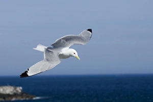 Black-legged Kittiwake Risa tridactyla Inner Farne Farne Islands Northumberland summer Black-legged Kittiwake Risa tridactyla Inner Farne Farne Islands Northumberland summer