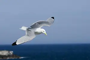 Black Legged Kittiwake Prints: Black-legged Kittiwake Risa tridactyla Inner Farne Farne Islands Northumberland summer