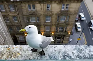 Urban Prints: Black-legged Kittiwakes nesting in Nerwcastle city centre