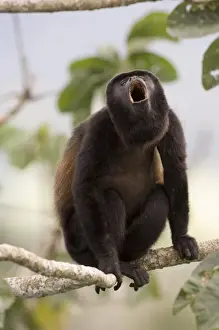 Rainforest Prints: Black-mantled Howler (Alouatta palliata) male howling Soberiana NP Panama