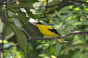 Singapore Prints: Black-naped Oriole (Oriolus chinensis) Singapore