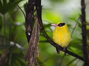 Black-naped Oriole (Oriolus chinensis) Singapore