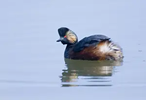 Grebe Prints: Black-necked Grebe Podiceps nigricollis adult breeding Potteric Carr Nr Doncasater