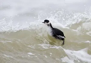 Grebe Prints: Black-necked Grebe Podiceps nigricollis on sea winter