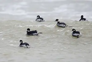 Grebe Prints: Black-necked Grebes Podiceps nigricollis on sea winter