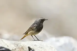Caucasus Prints: Black Redstart Phoenicurus ochruros male of ochruros Great Caucasus Georgia april