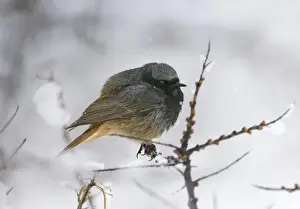 Migrating Prints: Black Redstart Phoenicurus ochruros male of the race ochruros Kazbegi Great Caucasus