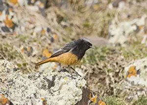Black Redstart Phoenicurus ochruros male of race semirufus Great Caucasus Georgia april