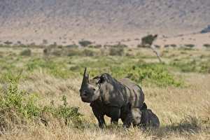 Black Rhinoceros Diceros bicornis mother and calf Masai Mara Kenya Black Rhinoceros Diceros bicornis mother and calf Masai Mara Kenya