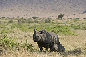 Kenya Prints: Black Rhinoceros Diceros bicornis mother and calf Masai Mara Kenya
