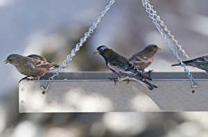 Black Rosy-Finch Leucosticte attata sharing bird table with Gray-crowned Rosy Finches Black Rosy-Finch Leucosticte attata sharing bird table with Gray-crowned Rosy Finches