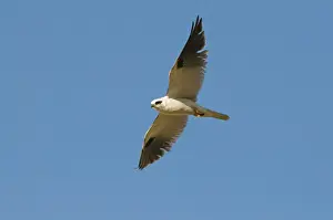 Raptor Prints: Black-shouldered Kite Elanus notatus Queensland Australia