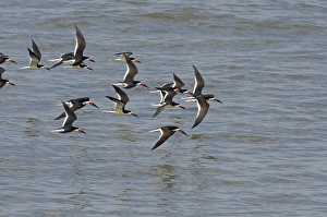 Cape May Prints: Black Skimmers Rynchops niger Cape May USA