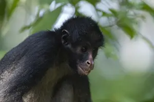 Neotropical Prints: Black Spider Monkey Ateles paniscus chamek Amazon Peru