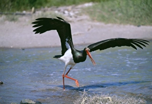 Black Stork, Ciconia nigra, hunting fish in shallows, migrant on Lesvos, Greek Islands Black Stork, Ciconia nigra, hunting fish in shallows, migrant on Lesvos, Greek Islands